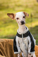 Foster Dobby-8724