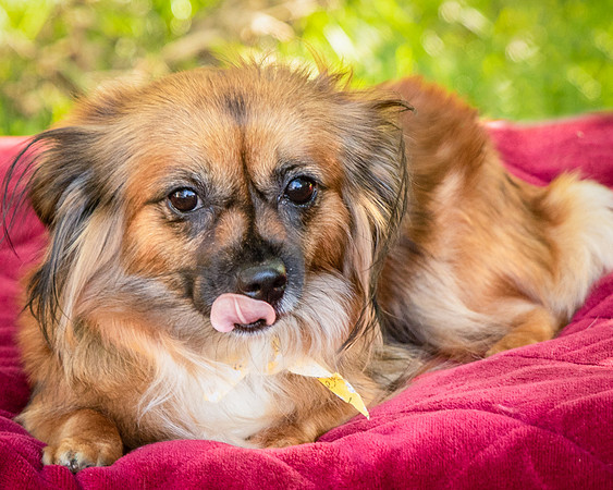 Foster Petunia-9289