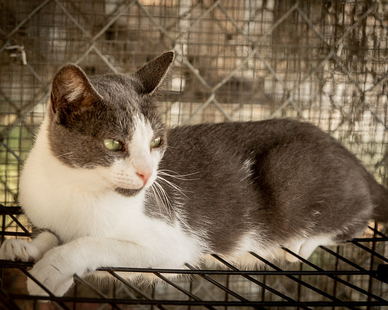 Darlington  Cats-9507