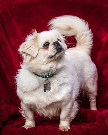 Foster Yuki-2740