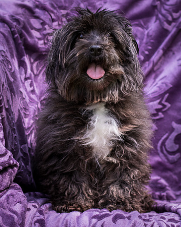 Foster Sammy-8259