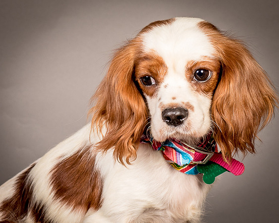 Foster josephina-3756