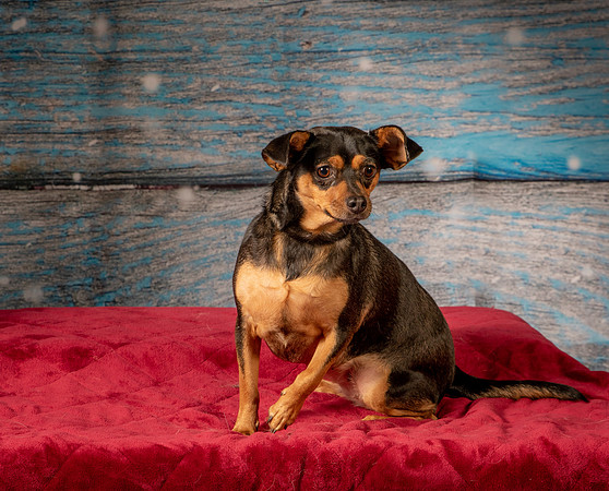 Foster Jolie-7168