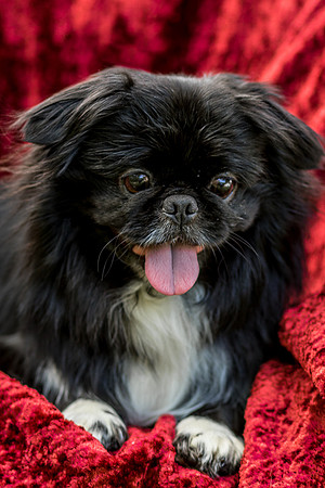 Foster Prince-0918
