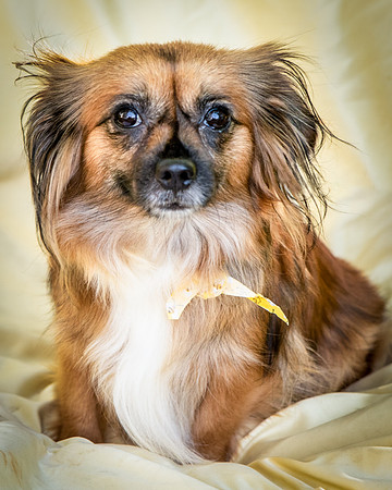 Foster Petunia-9312