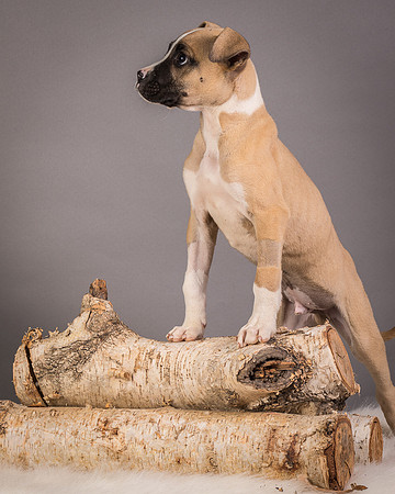 Foster Barnabas-4562
