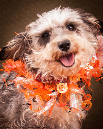 Foster Topanga-7241