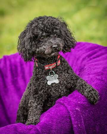 Foster Mindy-7348