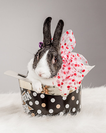 Foster Rabbit Penelope-4709