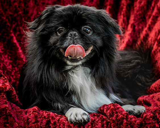 Foster Prince-0858