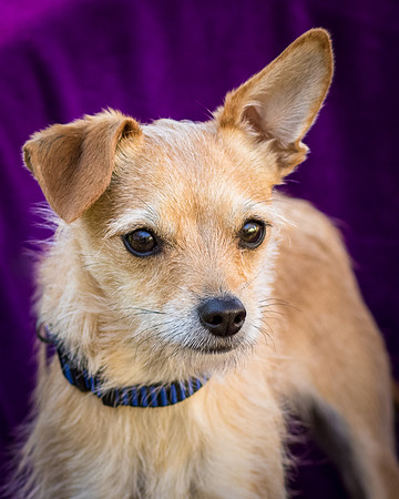 Foster Dipsy-9228