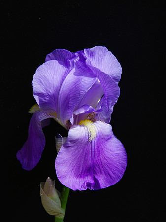 IMGP5451