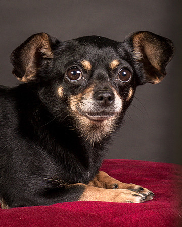 Foster Pansy-9474