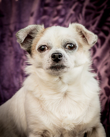 Foster Petey-9994