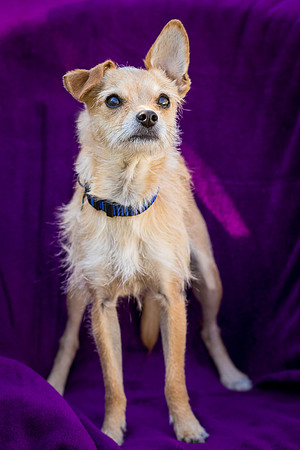 Foster Dipsy-9221