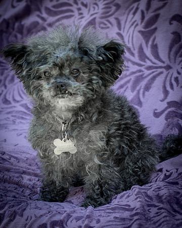 Foster Vivienne-9312