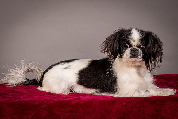 Foster Gypsy Rose-7731