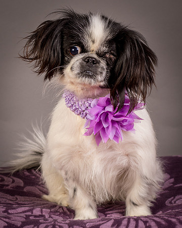 Foster Gypsy Rose-8029