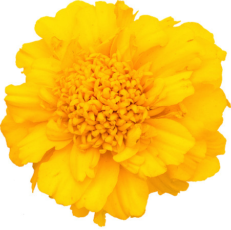 Flower_9