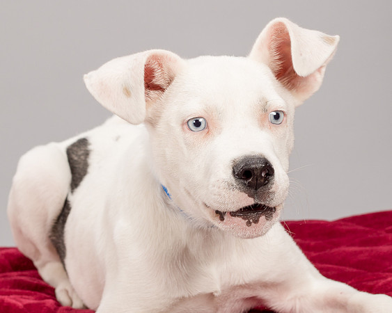 Foster Alvin-4753