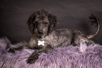 Foster Mokey-1301