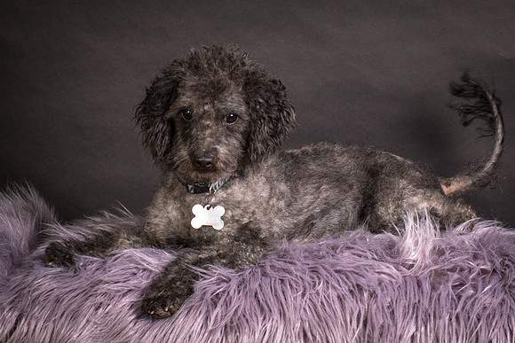Foster Mokey-1301