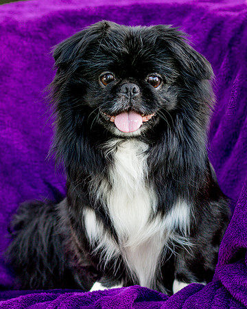 Foster Prince-0815