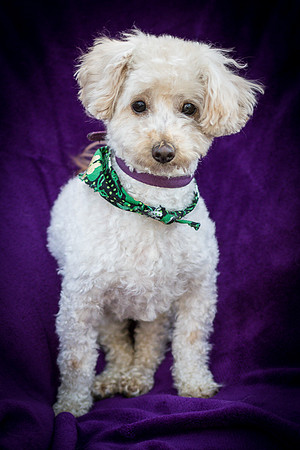 Foster Annalise-0626