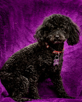 Foster Mindy-7318