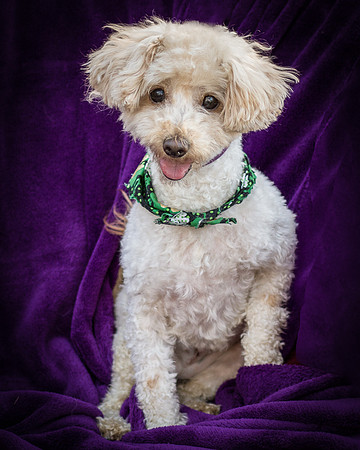 Foster Annalise-0688