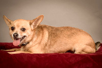 Foster Dobby-8258