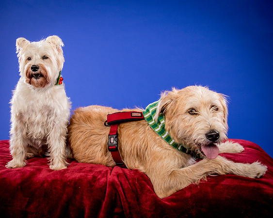 Partick-Newman & Sadie-2599