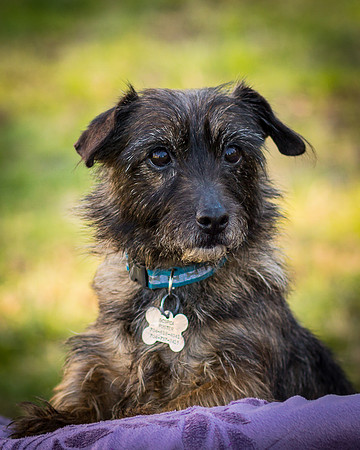 Foster Inky-4187