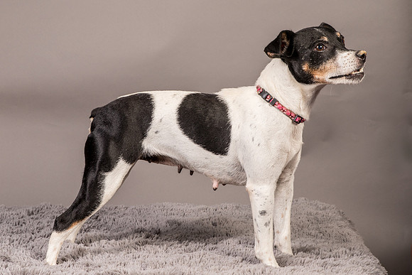 Foster Pollyanna-3994