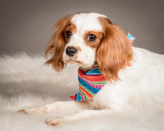 Foster josephina-4086