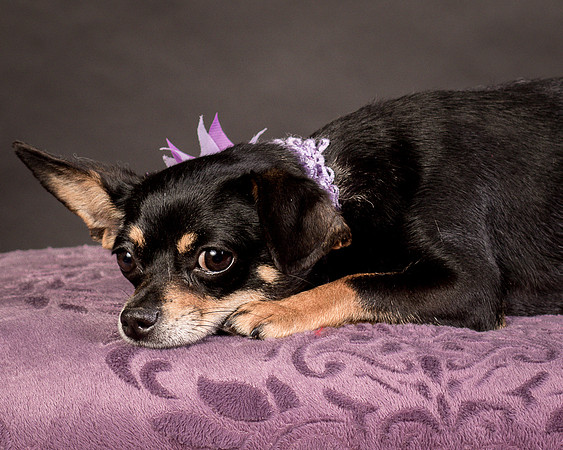 Foster Pansy-9336