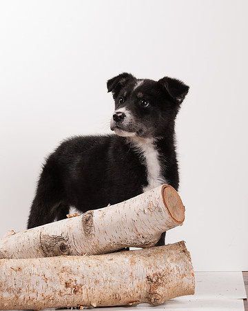 GCSPCA BB-6307