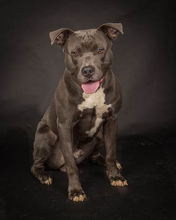 Foster Cobalt-2382