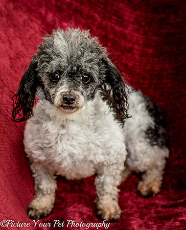 Foster Punky Brewster-3152