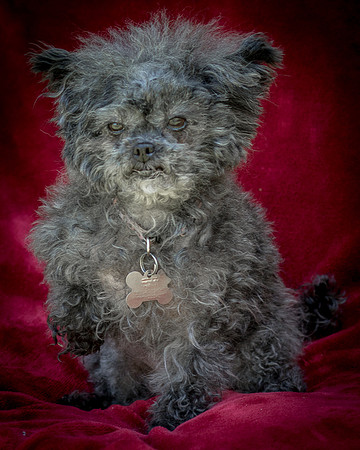 Foster Vivienne-9274