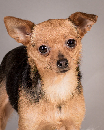 Foster Pixie-3468