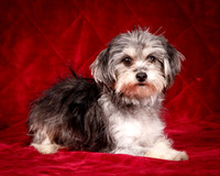 Foster Alex-6162