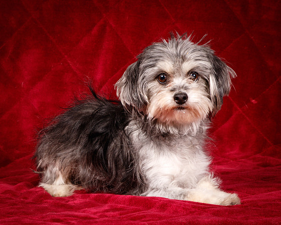 Foster Alex-6162