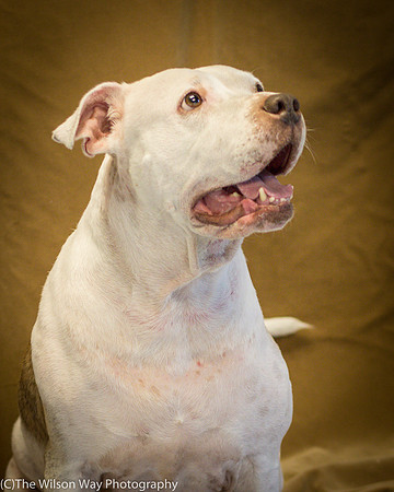 Foster Snickers-0215