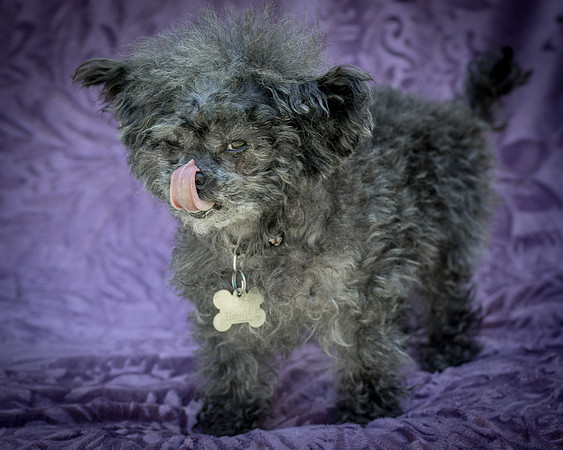 Foster Vivienne-9301
