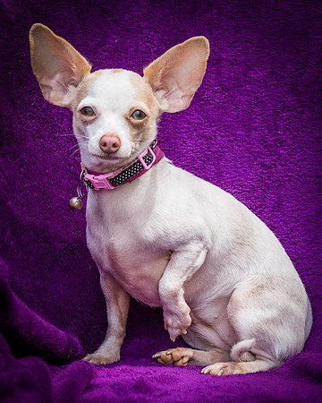 Foster Mrs C-8091