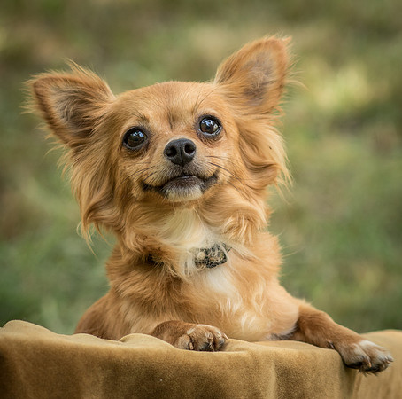Foster Dolly-7758