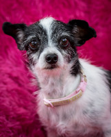 Foster Olive-7620