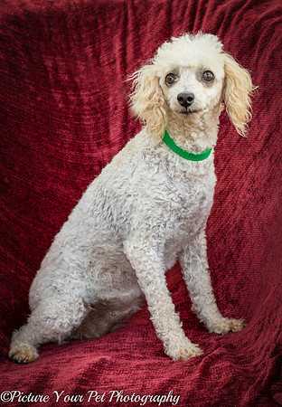 Foster Betty White-3049