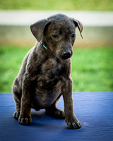 Foster Rigley-0065